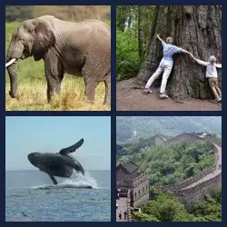 4 Pics 1 Word Level 2845