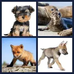 4 Pics 1 Word Level 2859