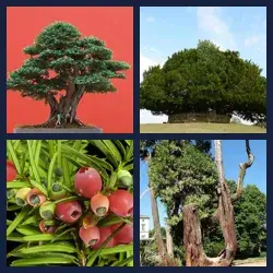 4 Pics 1 Word Level 2874