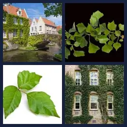 4 Pics 1 Word Level 2877