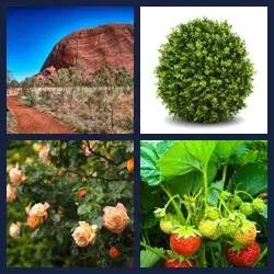 4 Pics 1 Word Level 486