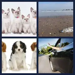 4 Pics 1 Word Level 718