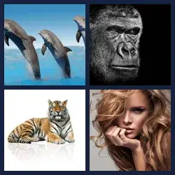 4 Pics 1 Word Level 788