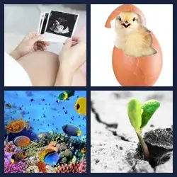 4 Pics 1 Word Level 909