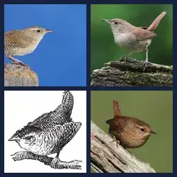 4 Pics 1 Word Level 966