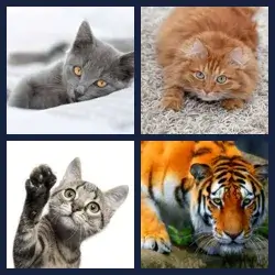 4 Pics 1 Word Level 970