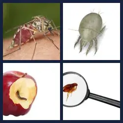 4 Pics 1 Word 1055 Level 4 Pics 1 Word 1055 Answer