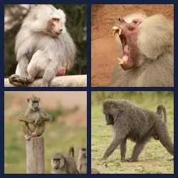 4 Pics 1 Word BABOON