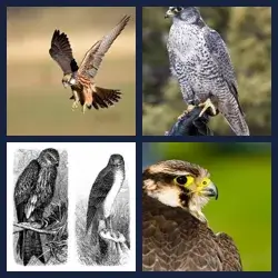 4 Pics 1 Word FALCON