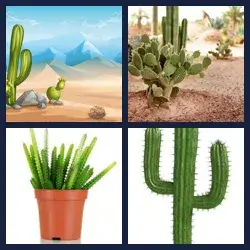 4 Pics 1 Word CACTUS