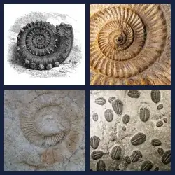 4 Pics 1 Word FOSSIL
