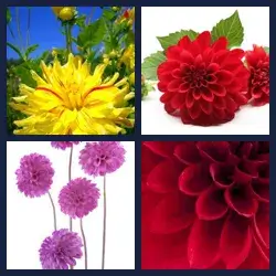 4 Pics 1 Word DAHLIA