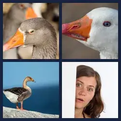 4 Pics 1 Word GANDER