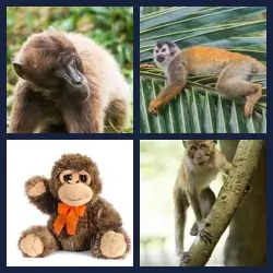 4 Pics 1 Word MONKEY