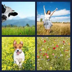 4 Pics 1 Word MEADOW