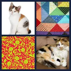 4 Pics 1 Word CALICO