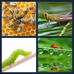 4 Pics 1 Word INSECT
