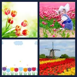 4 Pics 1 Word TULIPS