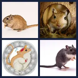 4 Pics 1 Word GERBIL