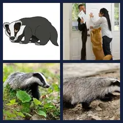 4 Pics 1 Word BADGER
