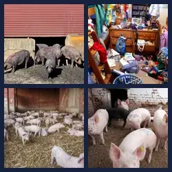 4 Pics 1 Word PIGSTY