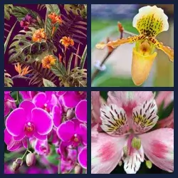 4 Pics 1 Word ORCHID