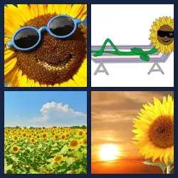 4 Pics 1 Word SUNFLOWER
