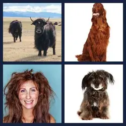 4 Pics 1 Word SHAGGY