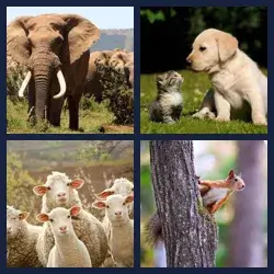 4 Pics 1 Word ANIMAL