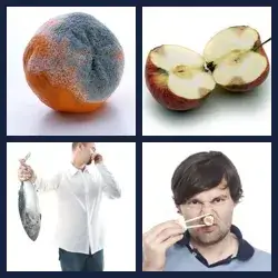4 Pics 1 Word ROTTEN