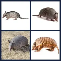 4 Pics 1 Word ARMADILLO