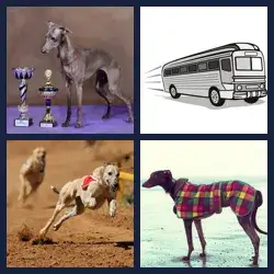 4 Pics 1 Word GREYHOUND