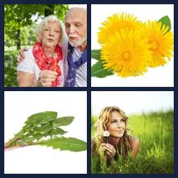 4 Pics 1 Word DANDELION