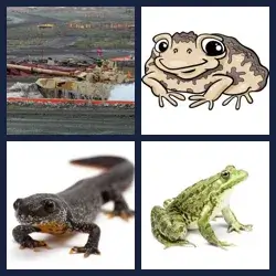 4 Pics 1 Word AMPHIBIAN