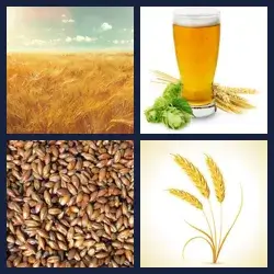 4 Pics 1 Word BARLEY