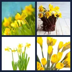 4 Pics 1 Word DAFFODILS