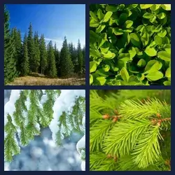 4 Pics 1 Word EVERGREEN