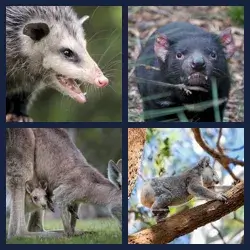 4 Pics 1 Word MARSUPIAL