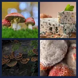 4 Pics 1 Word FUNGUS