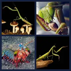 4 Pics 1 Word MANTIS