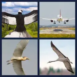 4 Pics 1 Word Level 2882