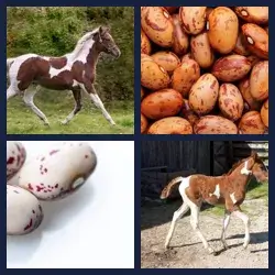 4 Pics 1 Word Level 2883