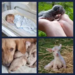 4 Pics 1 Word Level 2888