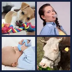 4 Pics 1 Word Level 2889