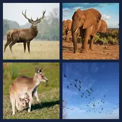 4 Pics 1 Word Level 2899