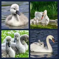 4 Pics 1 Word Level 2901