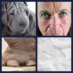 4 Pics 1 Word Level 2913