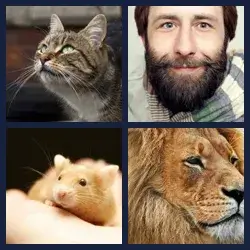 4 Pics 1 Word Level 3001