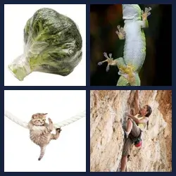 4 Pics 1 Word Level 3109