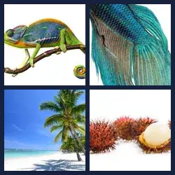 4 Pics 1 Word Level 3132